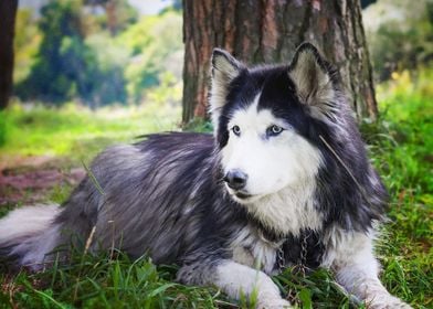  Husky Dogs 