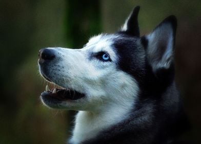  Husky Dogs 