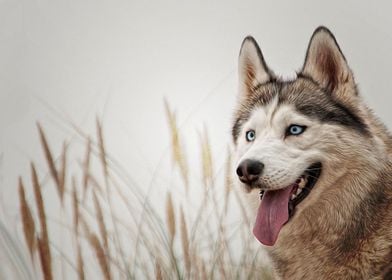  Husky Dogs 