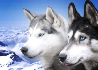  Husky Dogs 