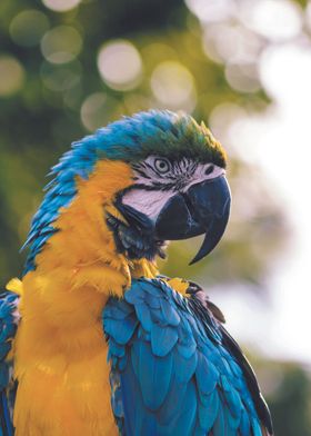 Parrot in blue and yellow