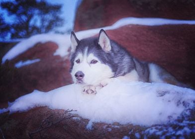  Husky Dogs Dog Pet Snow R