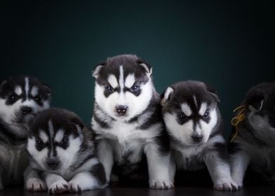  Husky Dogs Puppy Baby  Pe