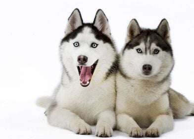  Husky Dogs Dog 