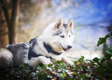  Husky Dogs Dog 