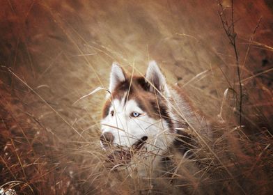  Siberian Husky Dogs B