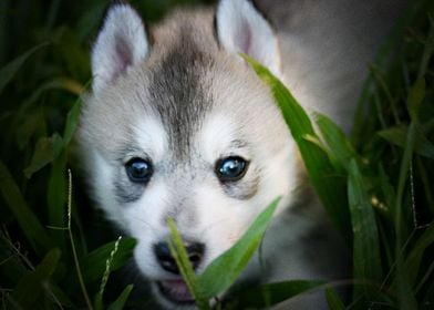  Husky Dogs 