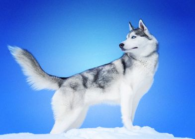  Husky Dogs 