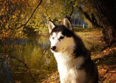  Husky Dogs 