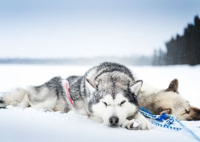  Siberian Husky Dogs Dog D