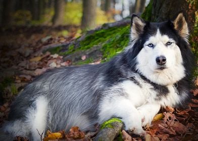  Husky Dogs 