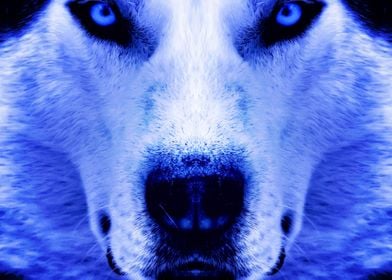  Husky Dogs Dog Face Blue 