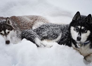  Husky Dogs 