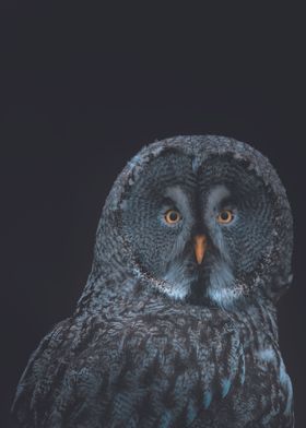 Blue owl
