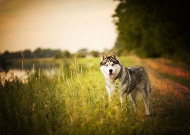  Siberian Husky Dogs Dog P