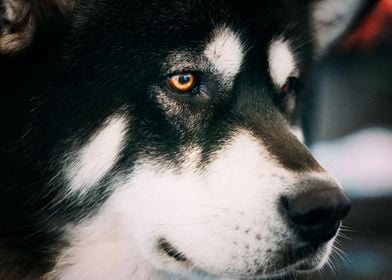  Husky Dogs 