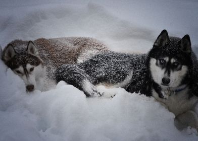  Husky Dogs Dog 