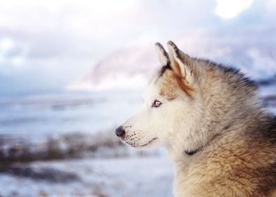  Husky Dogs Dog Pet Depth 