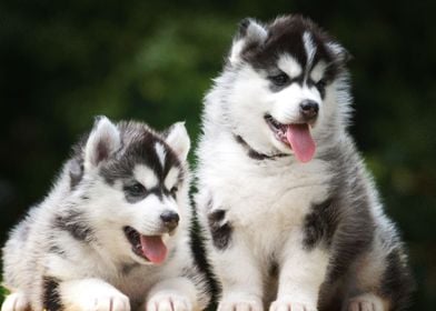  Husky Dogs Baby  Puppy Do