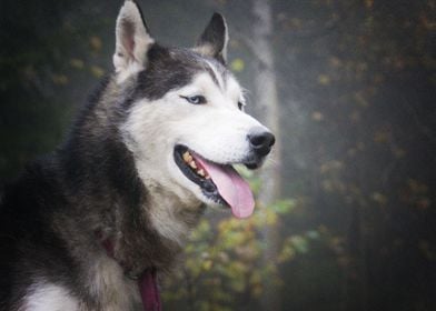  Husky Dogs 