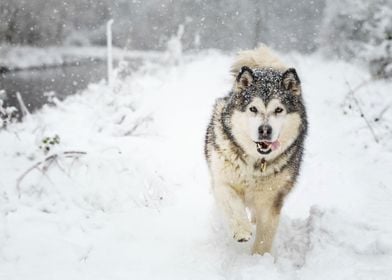  Husky Dogs Dog Pet Snow S