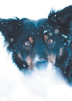 Cute Dog In The Snow