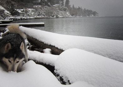  Husky Dogs 