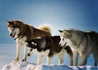  Husky Dogs Dog 