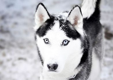  Husky Dogs 