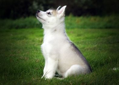  Husky Dogs 