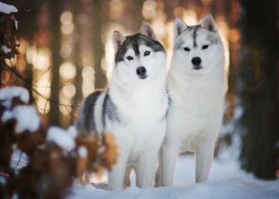  Husky Dogs Winter Dog Pet