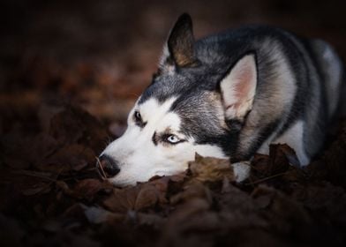  Husky Dogs Pet Dog Ba