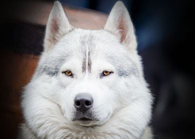  Siberian Husky Dogs Dog H