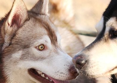  Husky Dogs 