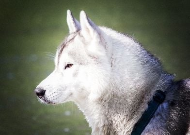  Husky Dogs 