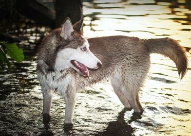  Husky Dogs 