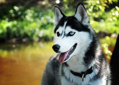  Husky Dogs 