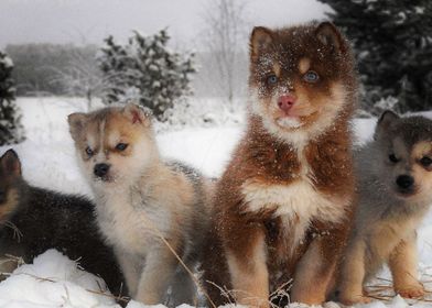  Husky Dogs Baby  Dog Sibe