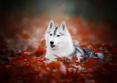  Husky Dogs Dog Pet Leaf D