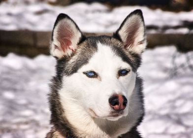  Husky Dogs Dog 