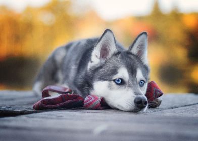  Husky Dogs Dog Pet Ba