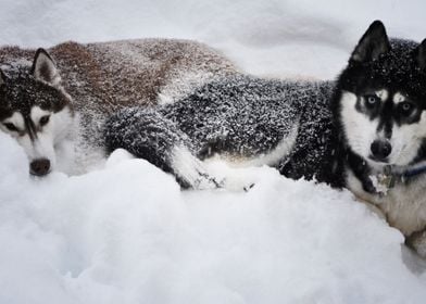  Husky Dogs Dog 