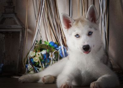  Husky Dogs Puppy Dog Pet 