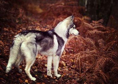  Husky Dogs 