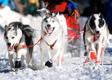  Husky Dogs 