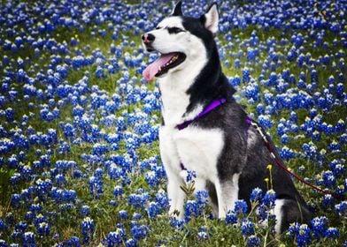  Husky Dogs 