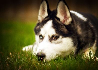  Husky Dogs 