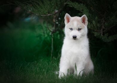  Husky Dogs Puppy Dog Baby