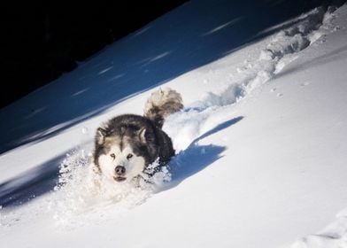  Husky Dogs Dog Pet Snow W