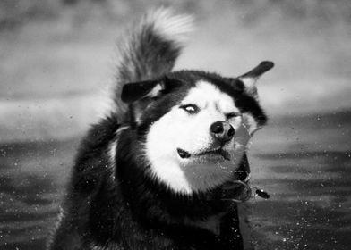  Siberian Husky Dogs Dog M